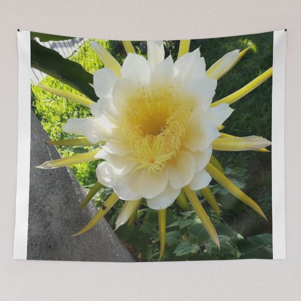 Item preview, Pitaya designed and sold by praupp.