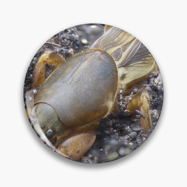 Item preview, Very detailed macro photo of a mole cricket digging in the ground designed and sold by hendrikspix.