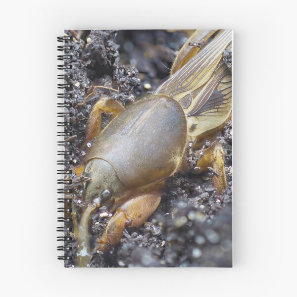 Item preview, Very detailed macro photo of a mole cricket digging in the ground designed and sold by hendrikspix.