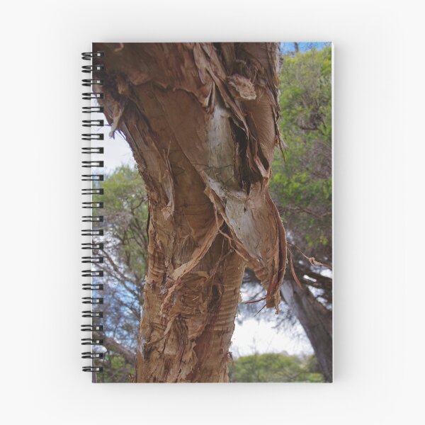 Item preview, Melaleuca cuticularis (Saltwater Paperbark Tree) designed and sold by lezvee.