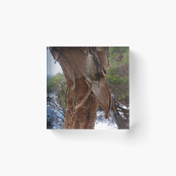 Item preview, Melaleuca cuticularis (Saltwater Paperbark Tree) designed and sold by lezvee.