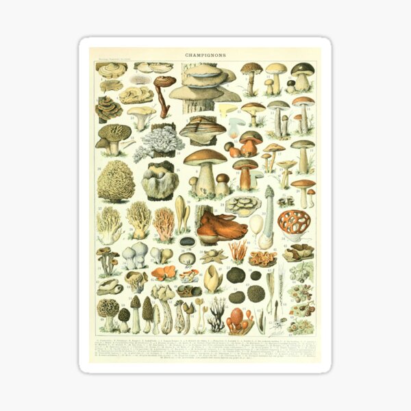 Item preview, Adolphe Millot Vintage Mushroom designed and sold by koovoxdogs.