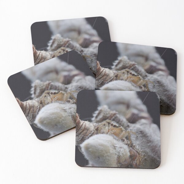 Item preview, Macro photo of a small jumping spider designed and sold by hendrikspix.