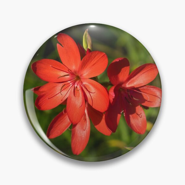 Item preview, Three Crimson River Lily Blooms - Exquisite South African Beauties in a Garden designed and sold by Georgia Mizuleva.