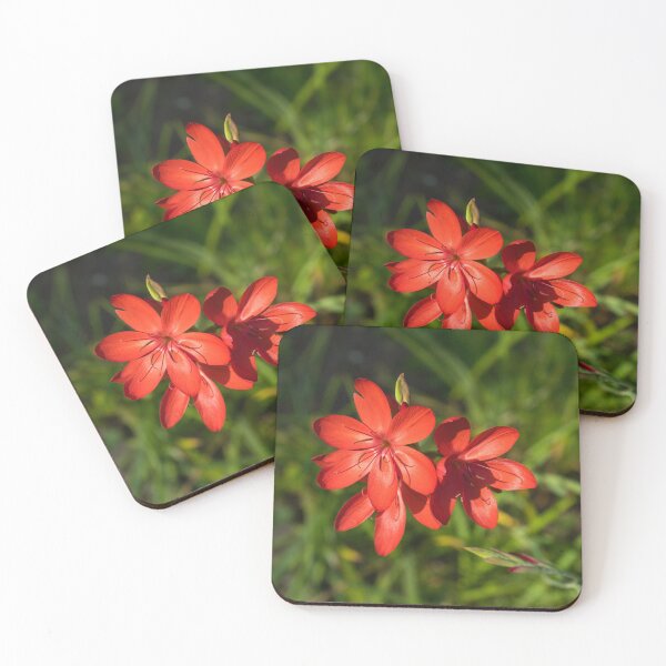 Item preview, Three Crimson River Lily Blooms - Exquisite South African Beauties in a Garden designed and sold by Georgia Mizuleva.