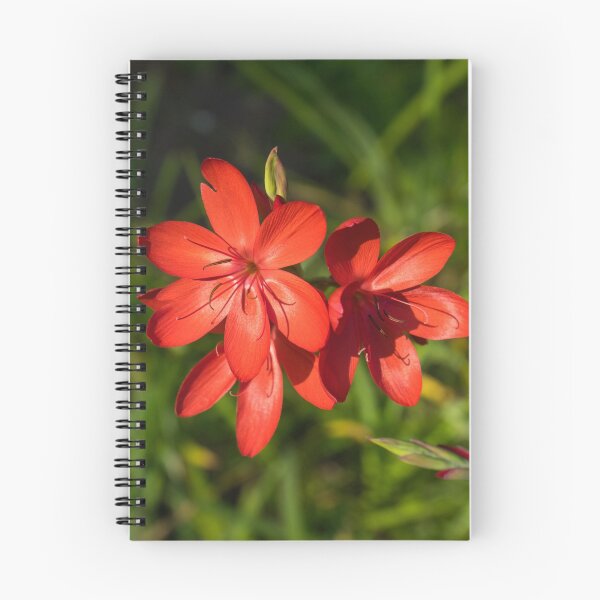 Item preview, Three Crimson River Lily Blooms - Exquisite South African Beauties in a Garden designed and sold by Georgia Mizuleva.