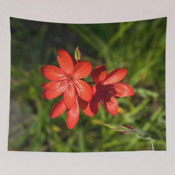 Item preview, Three Crimson River Lily Blooms - Exquisite South African Beauties in a Garden designed and sold by Georgia Mizuleva.