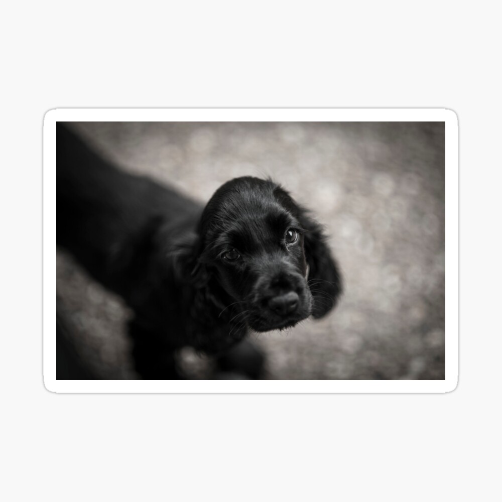 small cocker spaniel puppies