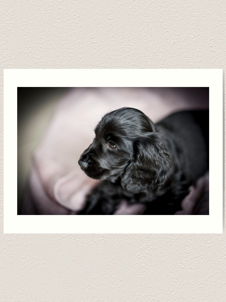 small black spaniel