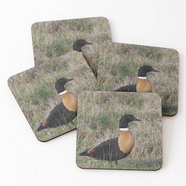Item preview, Australian Shelduck in the field designed and sold by hendrikspix.