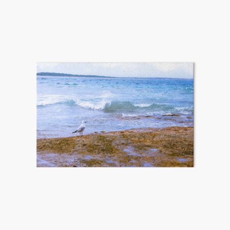 Seagull by the Sea Art Board Print