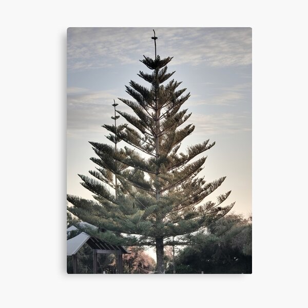 Norfolk Island Pine Wall Art Redbubble