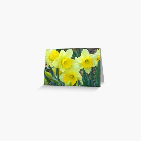 Spring Quartet Greeting Card