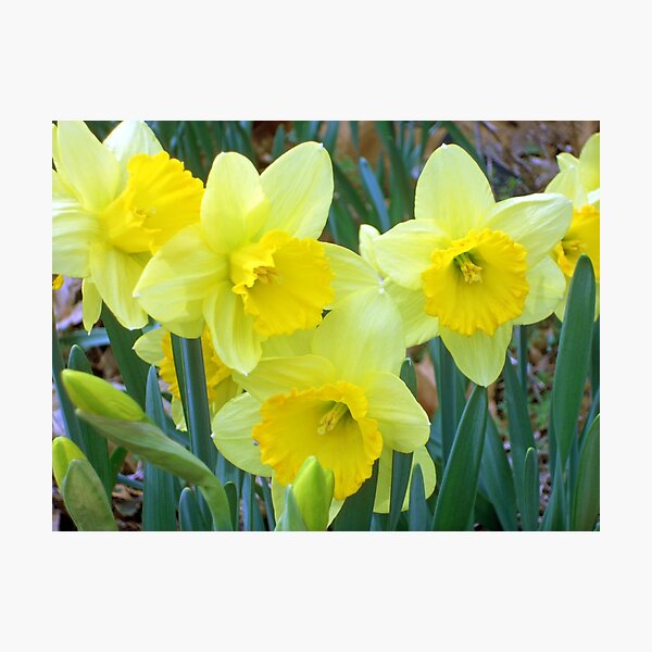 Spring Quartet Photographic Print