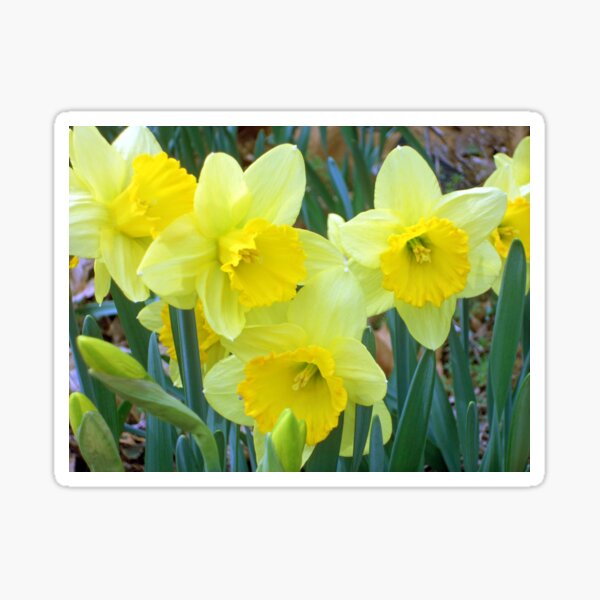 Spring Quartet Sticker