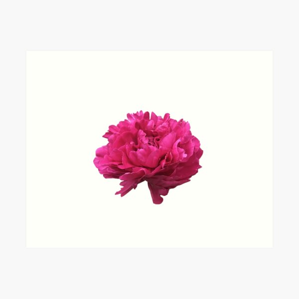 Item preview, Large Hot Pink Peony  designed and sold by InalterataArt.