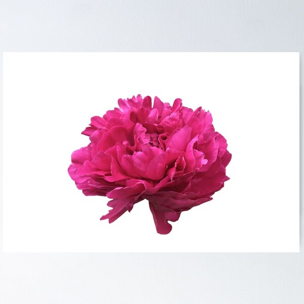 Item preview, Large Hot Pink Peony  designed and sold by InalterataArt.
