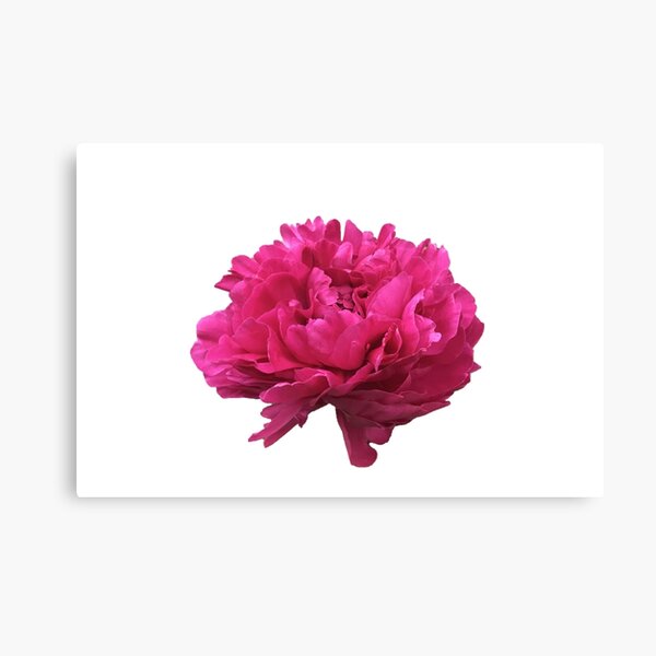 Item preview, Large Hot Pink Peony  designed and sold by InalterataArt.