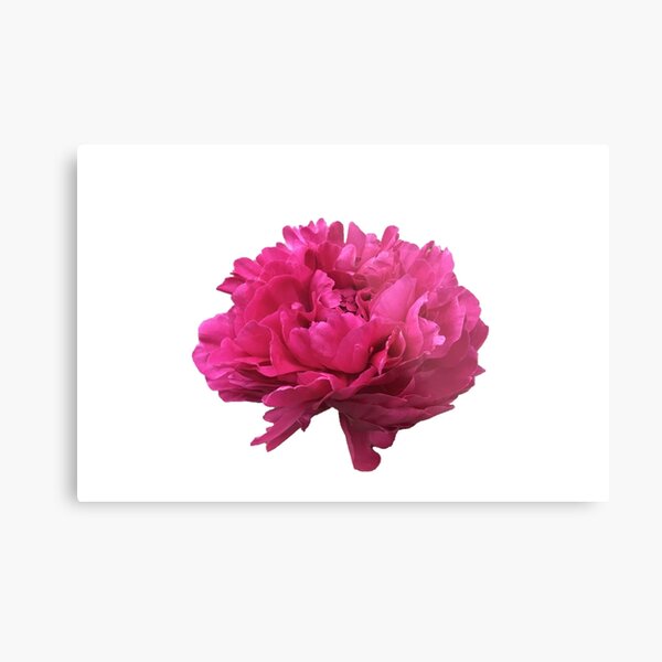 Item preview, Large Hot Pink Peony  designed and sold by InalterataArt.