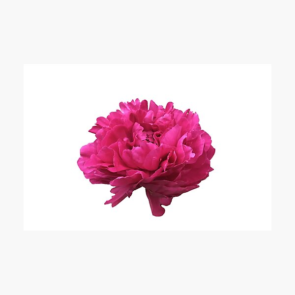 Item preview, Large Hot Pink Peony  designed and sold by InalterataArt.