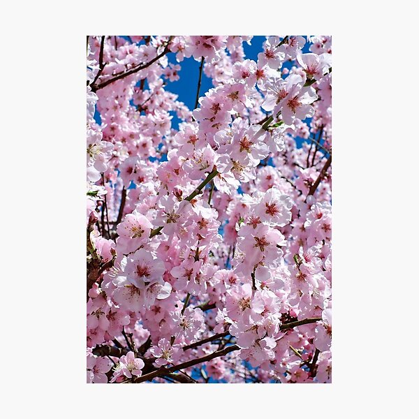 Item preview, Blossoming designed and sold by Fine Art California.