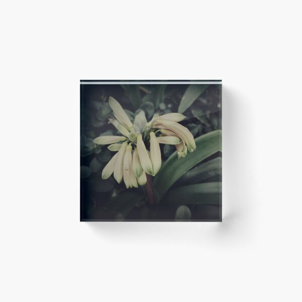 Item preview, Vintage Clivias designed and sold by joseescreations.