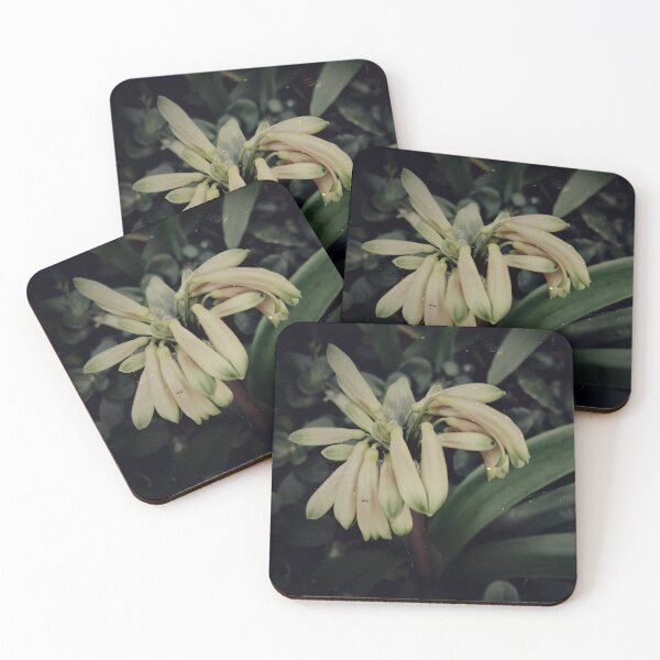 Item preview, Vintage Clivias designed and sold by joseescreations.