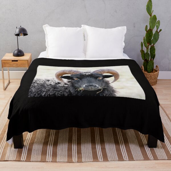 Item preview, Black Sheep "Eye to Eye Contact"  Hebridean Sheep designed and sold by mhfore.