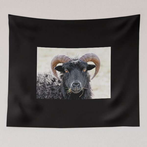 Item preview, Black Sheep "Eye to Eye Contact"  Hebridean Sheep designed and sold by mhfore.