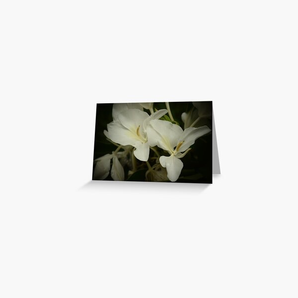 Wild Butterfly Ginger Greeting Card