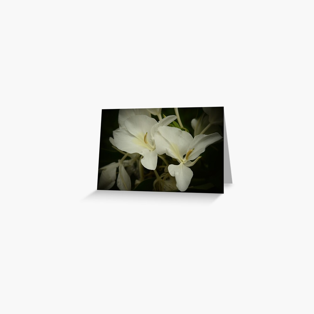 Wild Butterfly Ginger Greeting Card