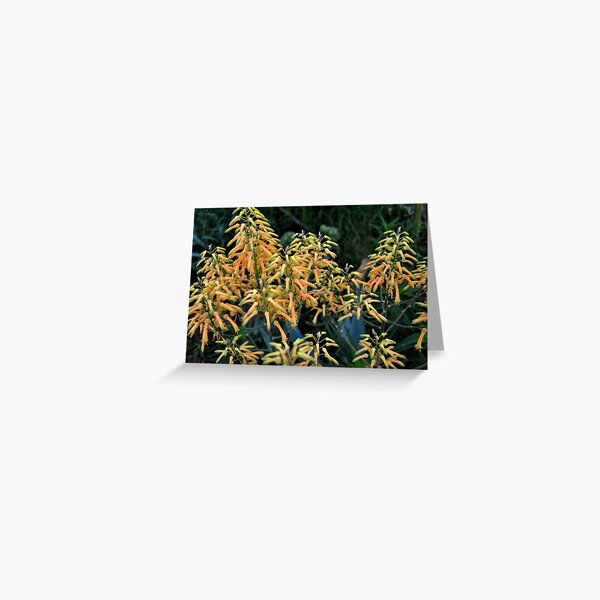 Cactus Flower: Thorned Beauty Greeting Card