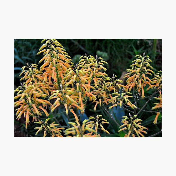 Cactus Flower: Thorned Beauty Photographic Print
