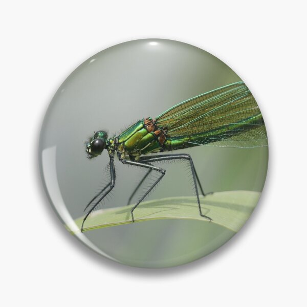 Item preview, Banded demoiselle designed and sold by NW-Photo-Art.
