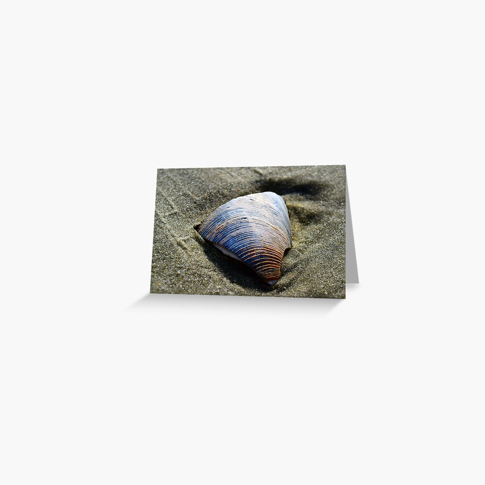 Bold Little Shell Greeting Card