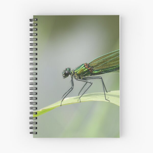 Item preview, Banded demoiselle designed and sold by NW-Photo-Art.