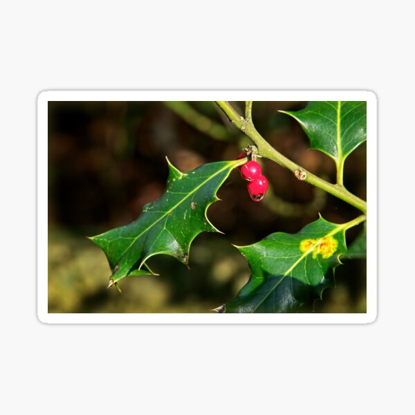 Item preview, Holly - Ilex Aquifolium designed and sold by Dorset Girl.