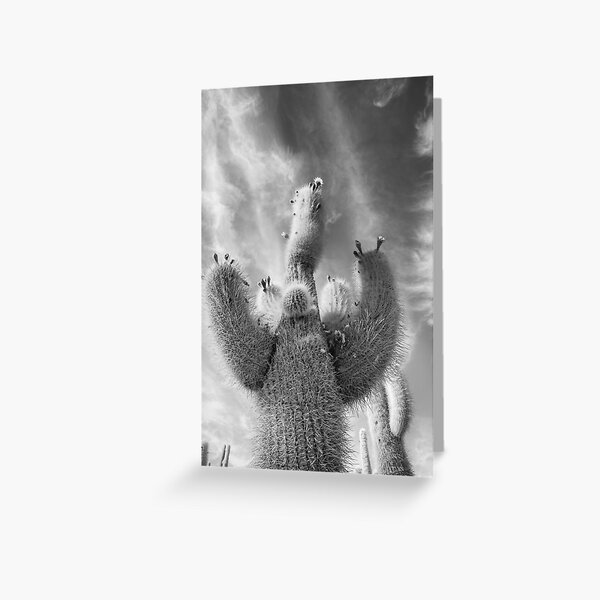 Large Cactus in Black and White Greeting Card