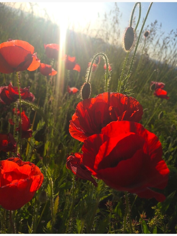 Poppies by archelonstudios