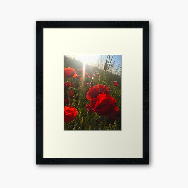 Poppies Framed Art Print
