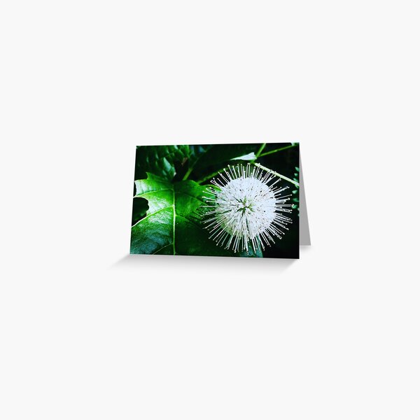 Flutter-Bom-Bom Greeting Card
