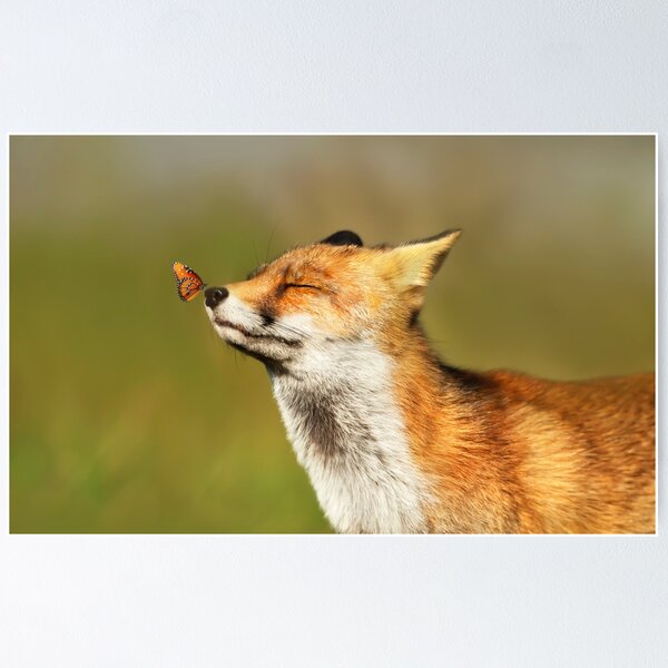 Artikel-Vorschau von Rotfuchs und ein Schmetterling, designt und verkauft von dgwildlife.