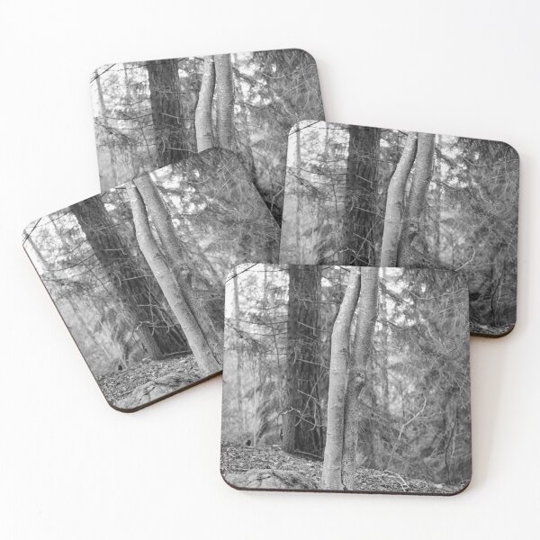 Item preview, Aspen twins at fall bw designed and sold by Jouko Lehto Photography.