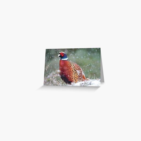 Male Pheasant in the Snow Greeting Card