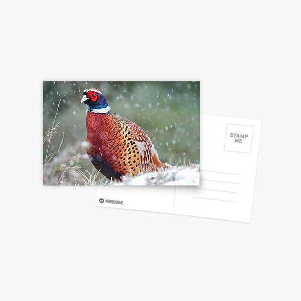 Male Pheasant in the Snow Postcard