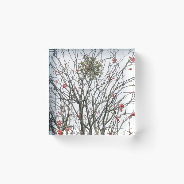 Artikelvorschau, Mistel in einem Baum entworfen und verkauft von evansjohnd.