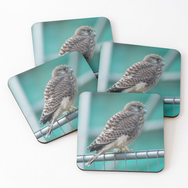 Item preview, Cautious Kestrel designed and sold by justbmac.