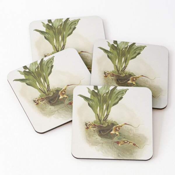 Item preview, Reichenbachia: Orchids Illustrated and Described designed and sold by EsotericBotanic.