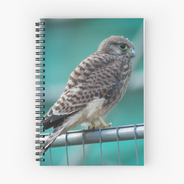 Item preview, Cautious Kestrel designed and sold by justbmac.