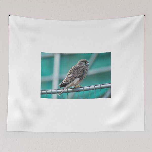 Item preview, Cautious Kestrel designed and sold by justbmac.
